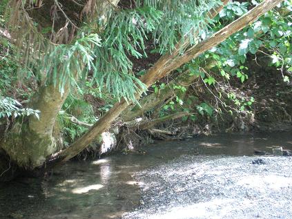 c0087305_11323999.jpg