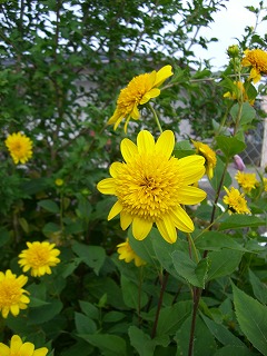 c0117007_20595920.jpg