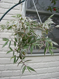 c0117007_2121470.jpg