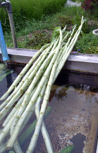 f0135908_6154133.jpg