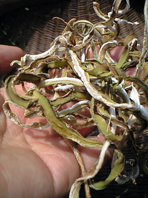f0135908_6164065.jpg