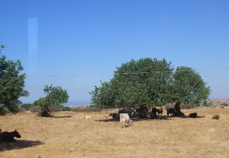 f0133814_837679.jpg