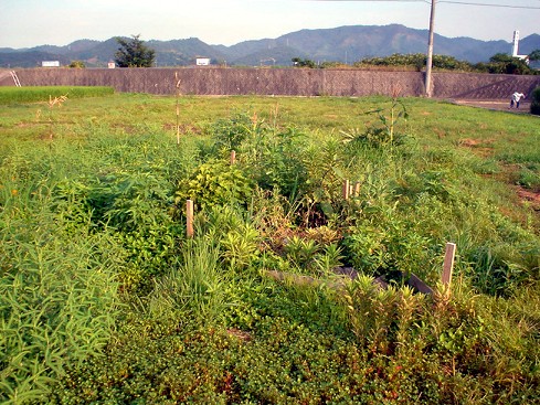 c0007822_0295390.jpg