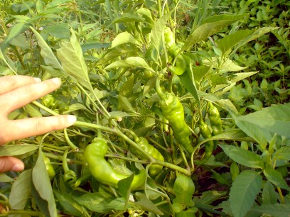 c0007822_0374422.jpg