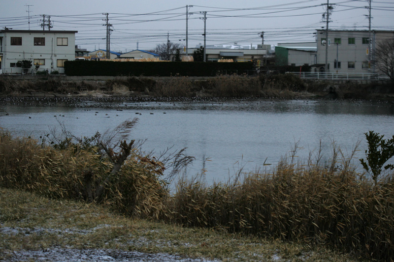 f0161823_1651833.jpg