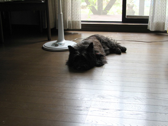 e0021328_192278.jpg