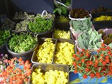 f0167635_594857.jpg