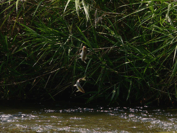 a0056140_15255489.gif