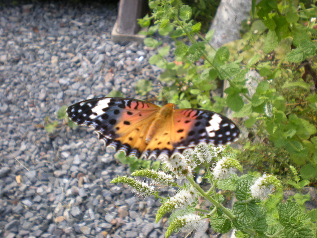 d0148555_22333485.jpg