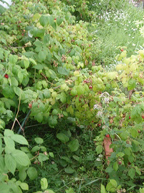 e0004756_20152137.jpg