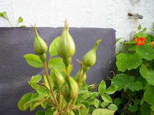 f0057757_63098.jpg