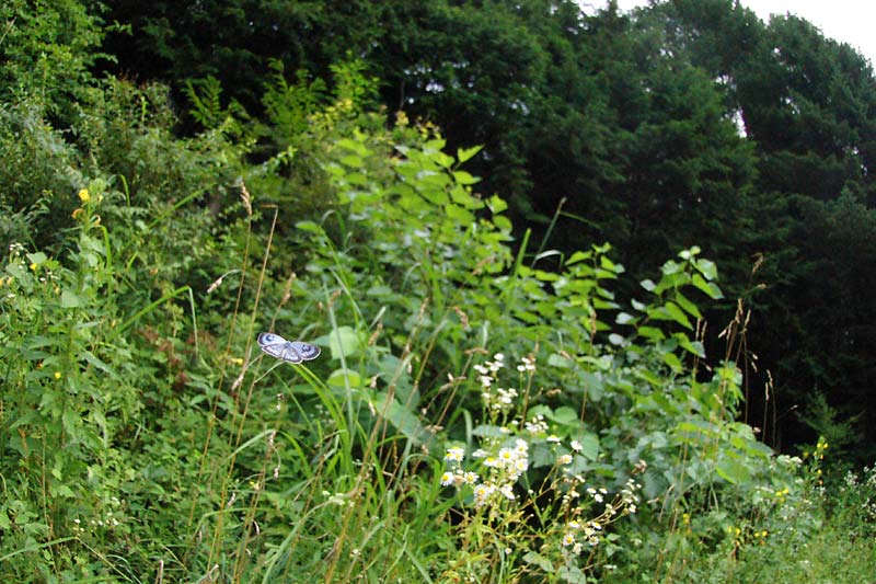 c0043361_22334765.jpg