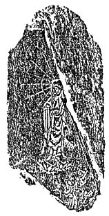 e0018762_945255.jpg