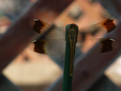 a0063364_22444143.jpg