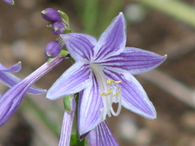 d0050472_15394818.jpg