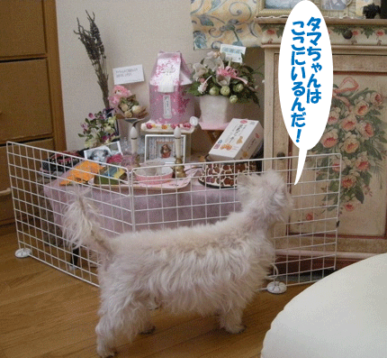 e0066883_21283393.gif