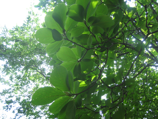 e0051194_10512264.jpg