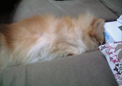 b0075318_22401932.gif