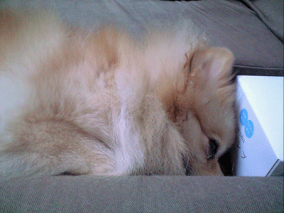 b0075318_22425678.gif