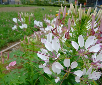 この花の名前は忘れました