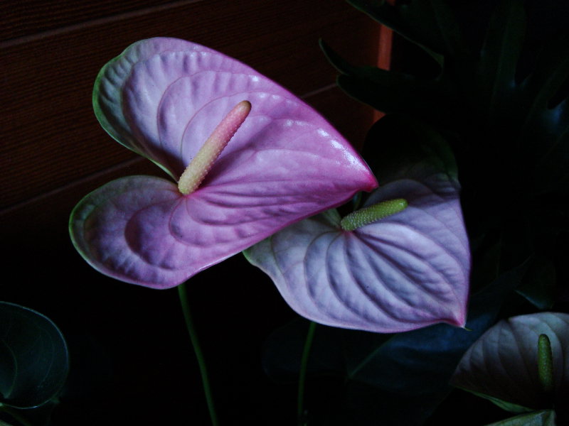 e0111346_17511097.jpg