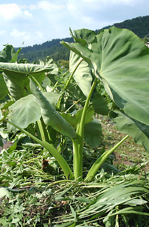 c0145453_03145.jpg