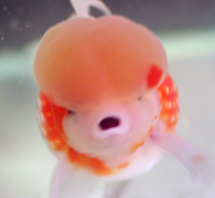e0133898_22301084.jpg