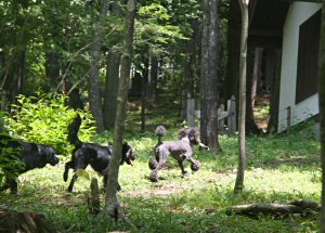 c0050400_11492352.jpg