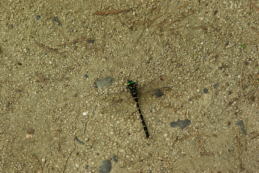 c0082606_16352971.jpg
