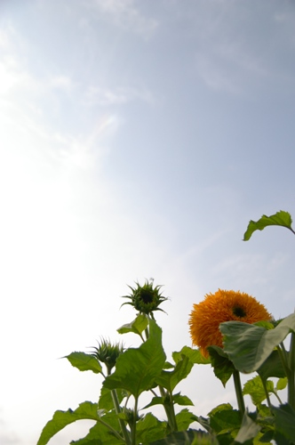 c0140723_22473736.jpg