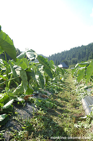 c0145453_863918.jpg