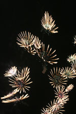 b0132755_1541575.jpg
