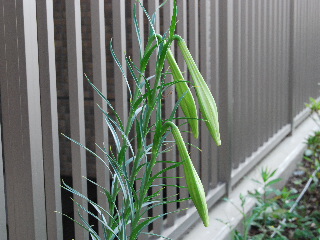 d0087062_732383.jpg