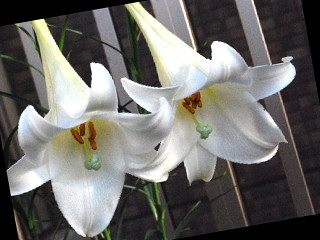 d0087062_945121.jpg