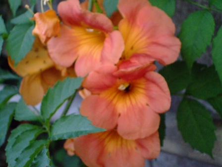 c0078480_1683355.jpg