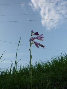 d0024504_10292.jpg