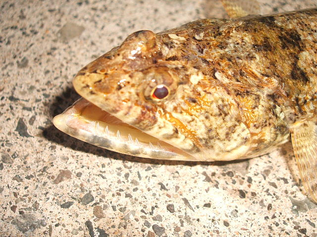 f0054720_1956041.jpg