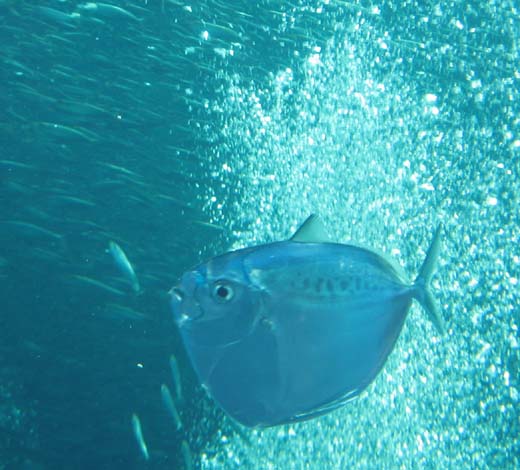 f0056038_084794.jpg