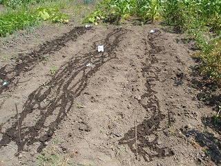 e0004756_211196.jpg