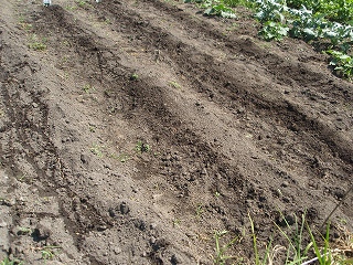 e0004756_2113523.jpg