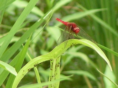 c0112172_0475339.jpg