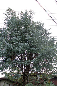 a0063280_1904519.jpg
