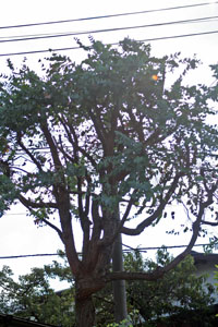 a0063280_191939.jpg