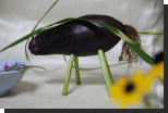 b0115497_111975.gif