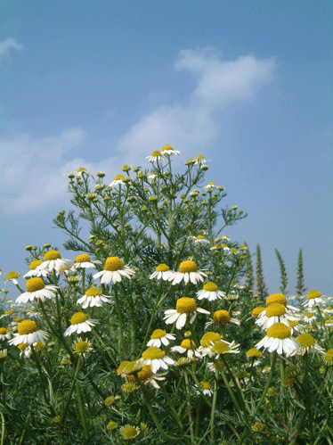 c0129702_14204231.gif