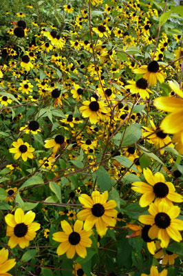 f0056516_0293513.jpg