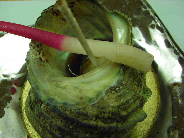 f0141419_711918.jpg