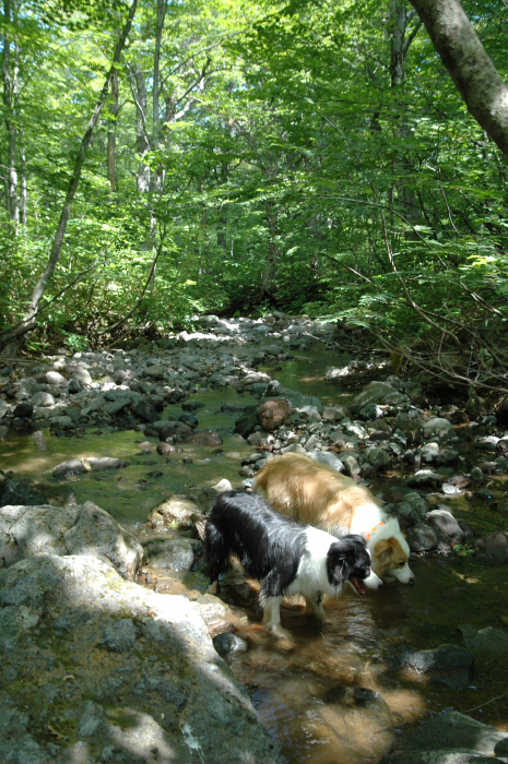 e0115520_17112061.jpg