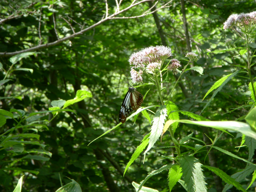 e0109622_2143971.jpg
