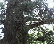 c0141431_1442486.jpg